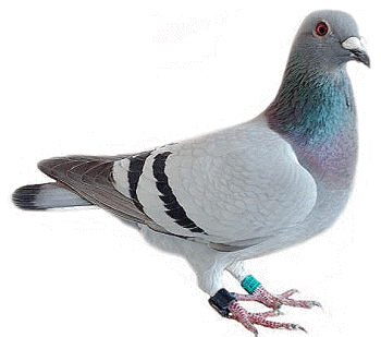 pigeon.png