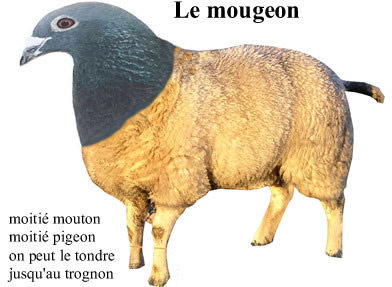 mougeon.jpg