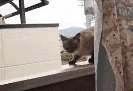 supermancat_fail.gif