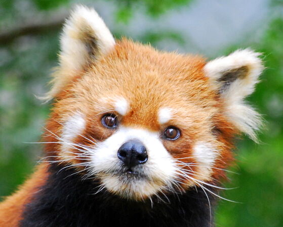 Ailurus Fulgens ou Panda Roux