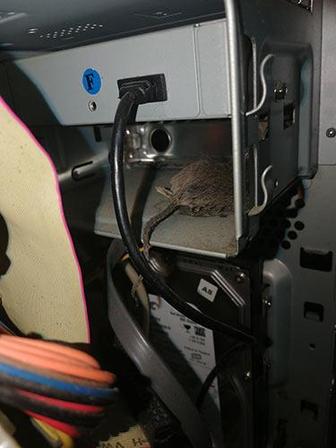 bousitron souris morte