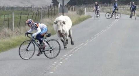 velo vache