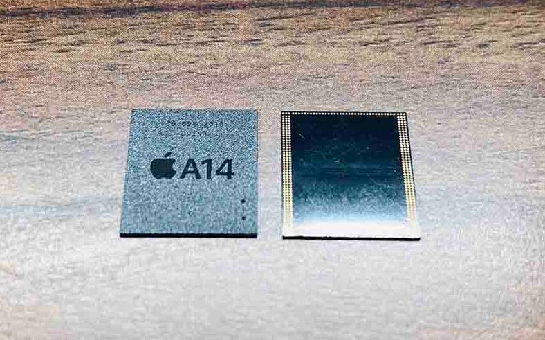 La puce, sous tous les angles !