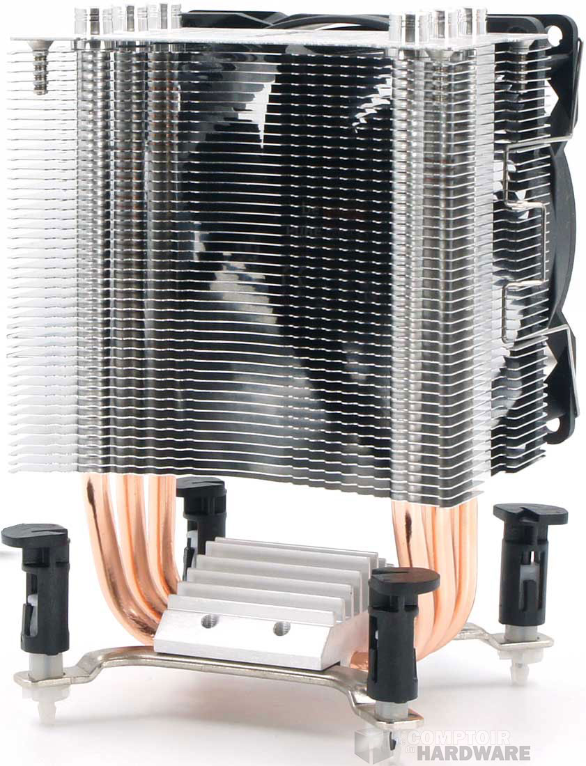 L'arrière de la bête