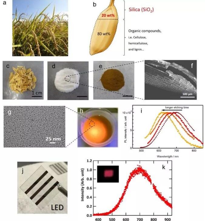 La voyage de la balle de riz vers le silicium