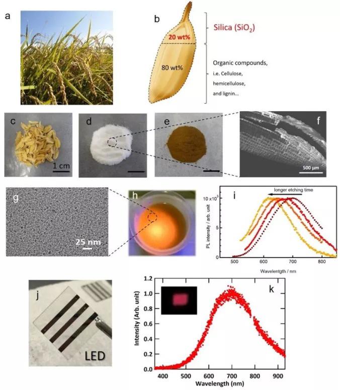 La voyage de la balle de riz vers le silicium