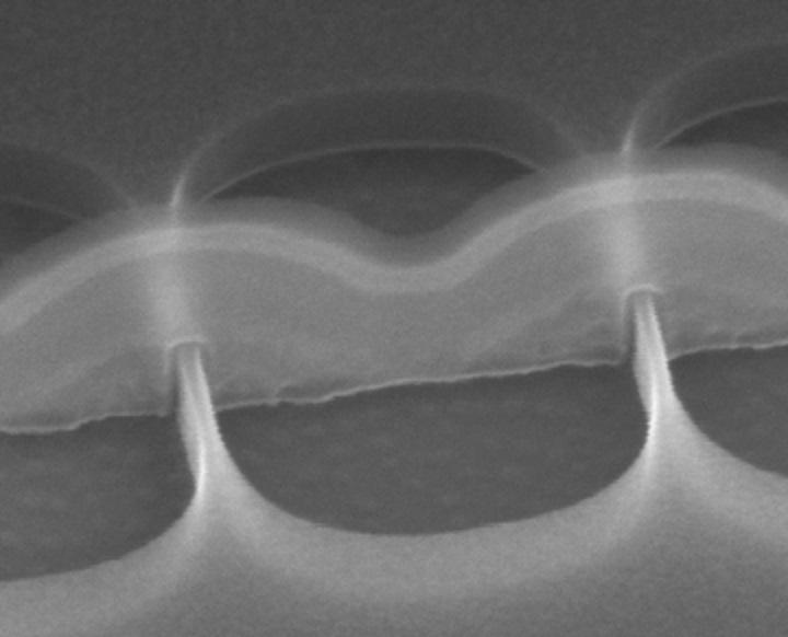 photo fin grille fin