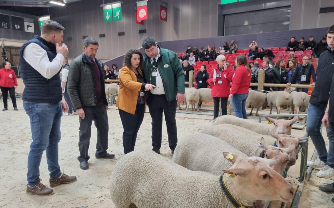 moutons charolais au salon de l'agriculture