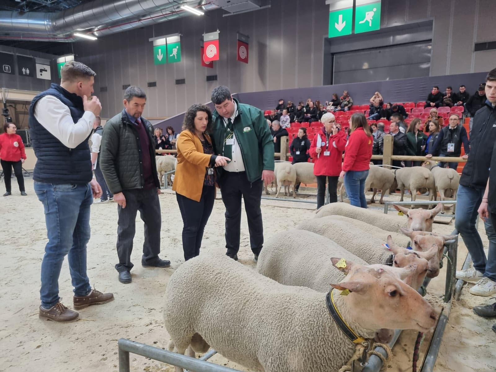 moutons charolais au salon de l'agriculture